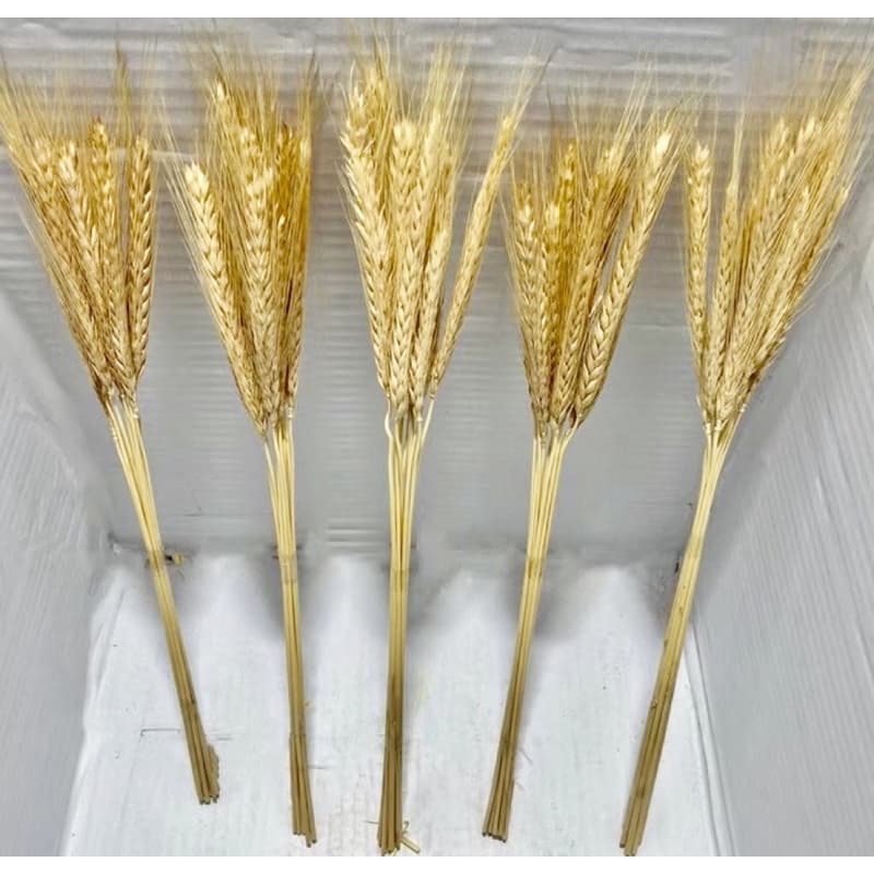 1 ramo de trigo com 10 ramos