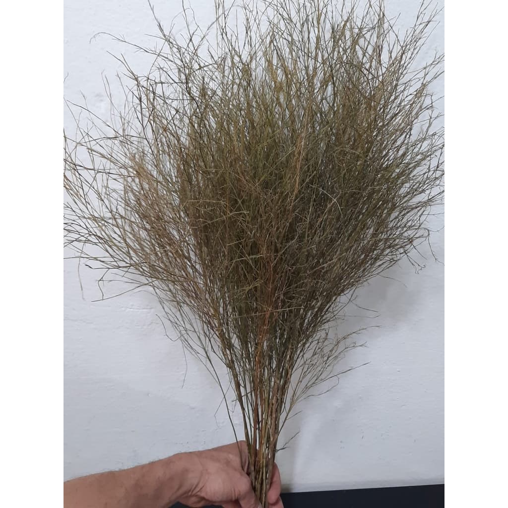 Capim Aspargo Folhagem Vassoura Desidratado Para Arranjos