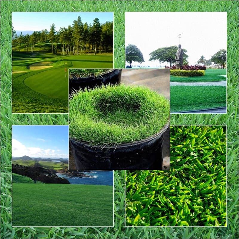 Grama Bermuda - São Carlos - Coreana - Inglesa - Esmeralda - Batatais