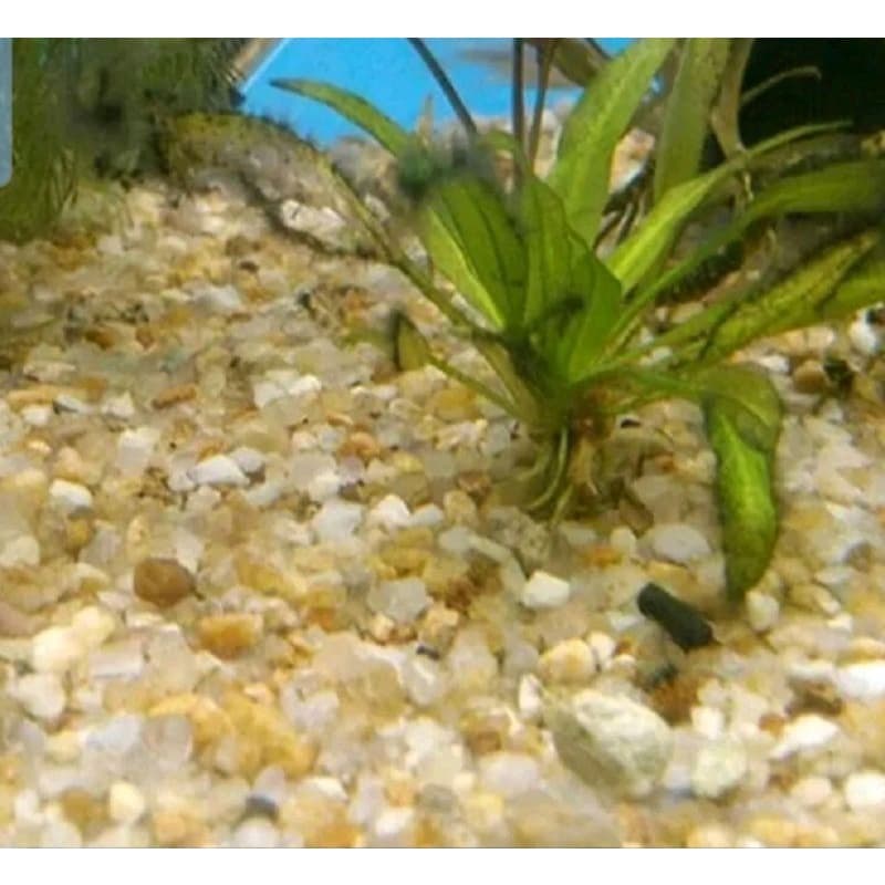 Cascalho De Rio  Substrato Para Aquários 1kg n.1