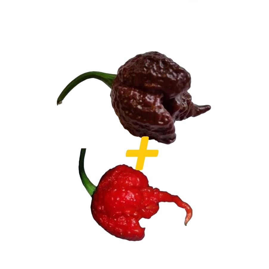 Carolina Reaper Chocolate + Carolina Reaper Red 50 SEMENTES DE CADA
