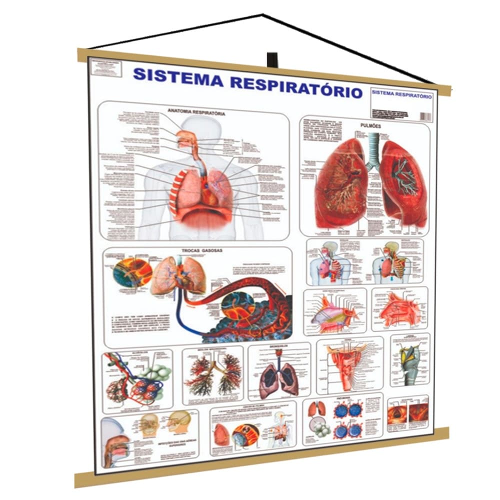Sistema Respiratório Banner Poster Mapa Corpo Humano Anatomia Medicina