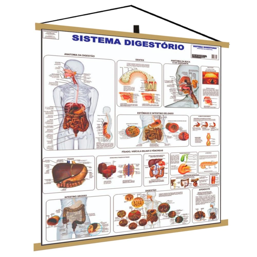 Sistema Digestório Banner Poster Mapa Corpo Humano Anatomia Medicina