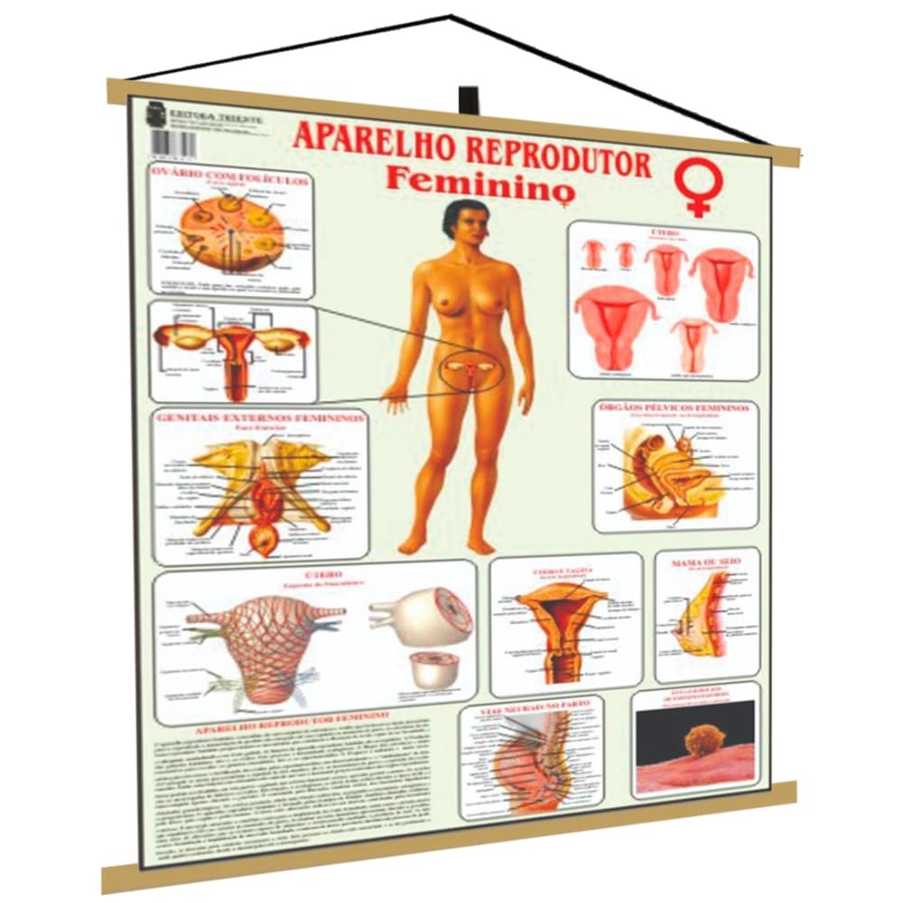 Reprodutor Feminino Banner Poster Mapa Corpo Humano Anatomia Medicina