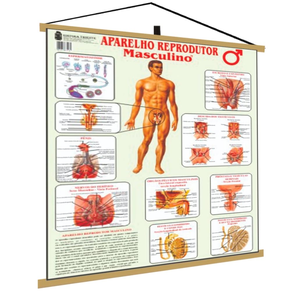 Reprodutor Masculino Banner Poster Mapa Corpo Humano Anatomia Medicina