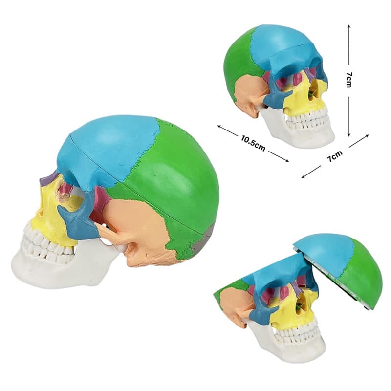 Mini Modelo De Crânio Anatômico Humano De Tamanho Pequeno De Ensino Ferramentas De Demonstração Cabeça De Esqueleto