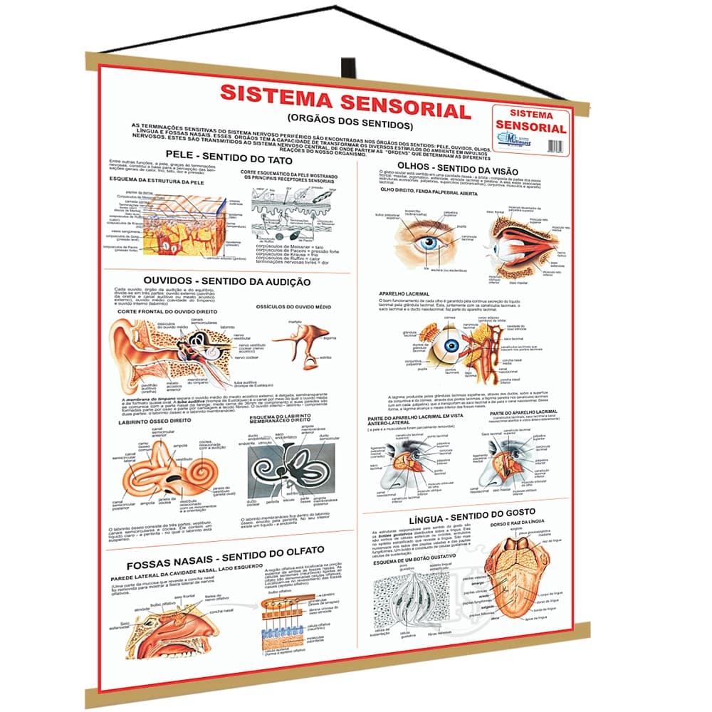 Mapa Sistema Sensorial Corpo Humano Poster Medicina Banner