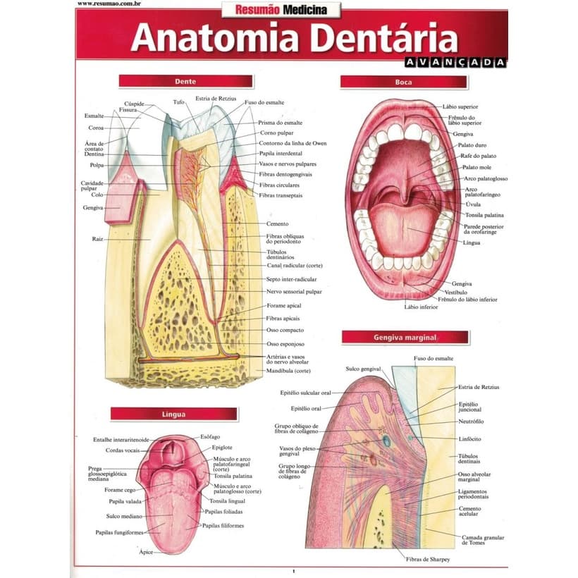 Livro - Resumao - Anatomia Dentaria Avancada