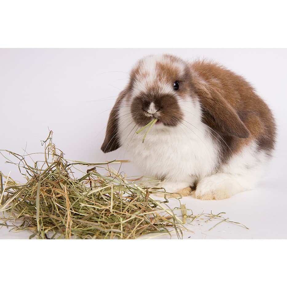 Feno Natural para Roedores Coelho, Porquinho da Índia 400gr