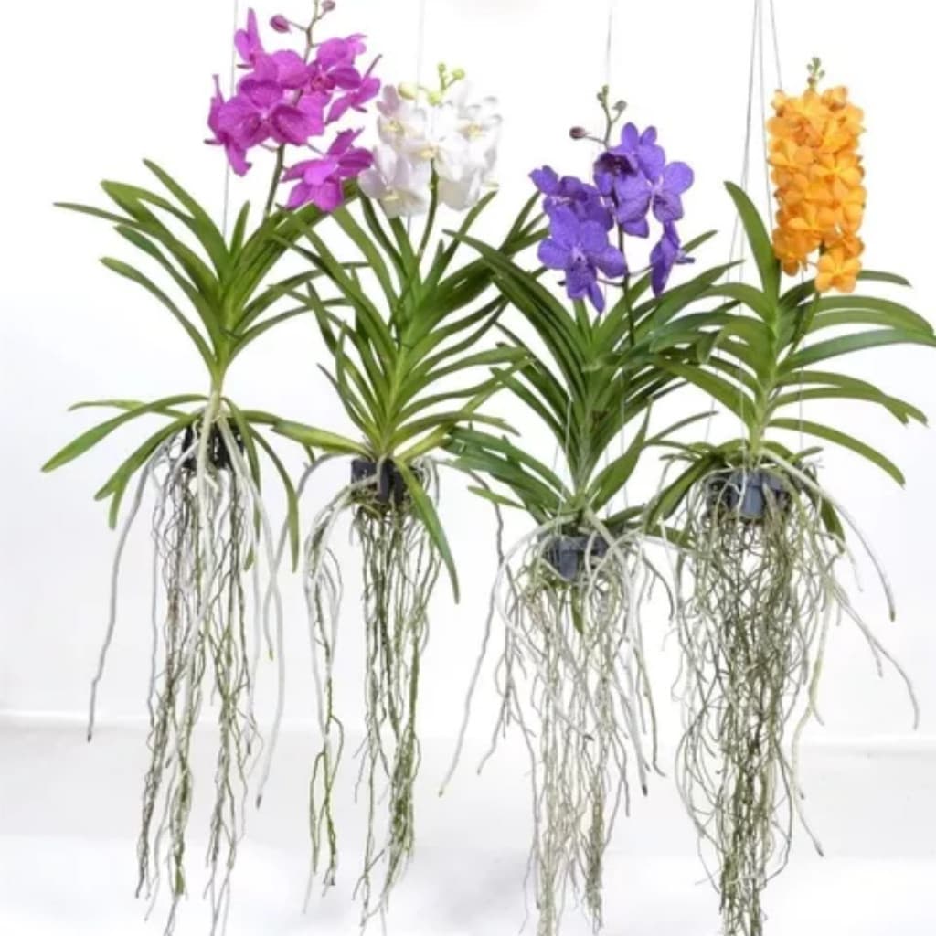 300 sementes seleionadas de orquídea vanda |