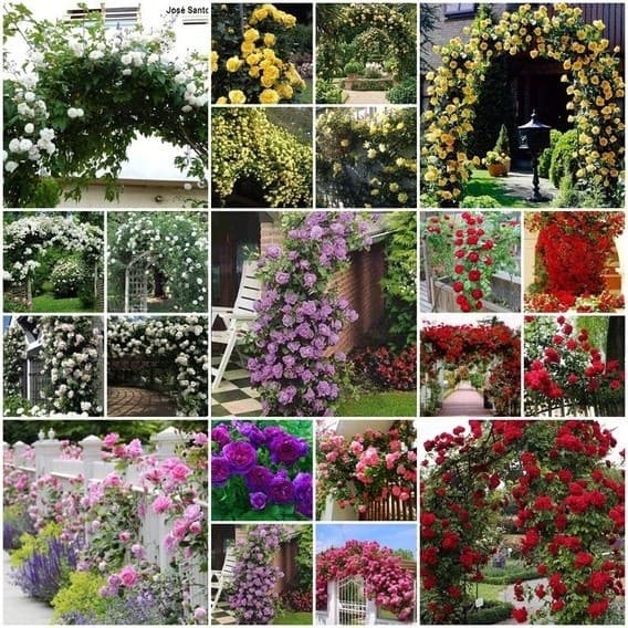 100 sementes de rosas trepadeiras coloridas h top qz