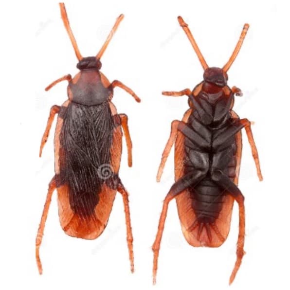 Barata de Brinquedo Mentira Realista Simulação Borracha Pegadinha Mágica