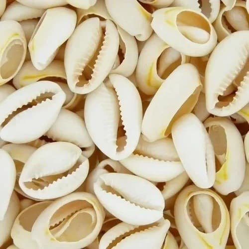 Búzios Cortados Conchas Do Mar Natural 50g Aprox 37 Pçs