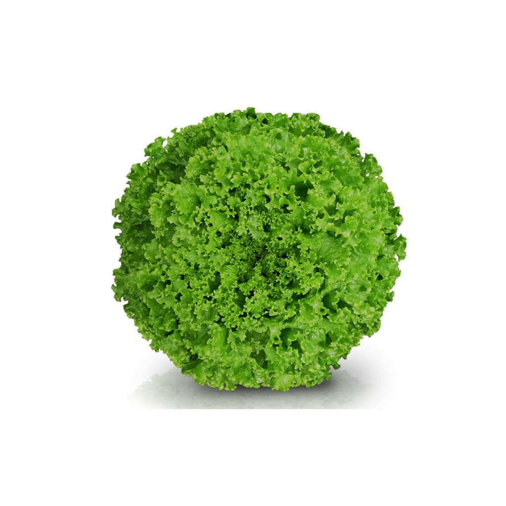 Alface Crespa Jade Peletizada Sakata 1.000 sementes
