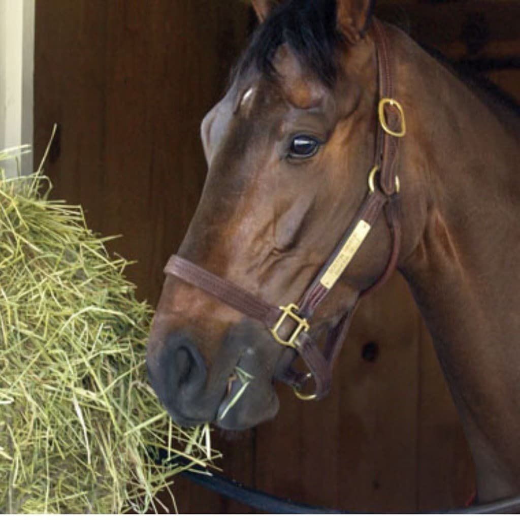 Fardo De Feno Tipo Premium para Cavalos 5 Kg ou Decoração
