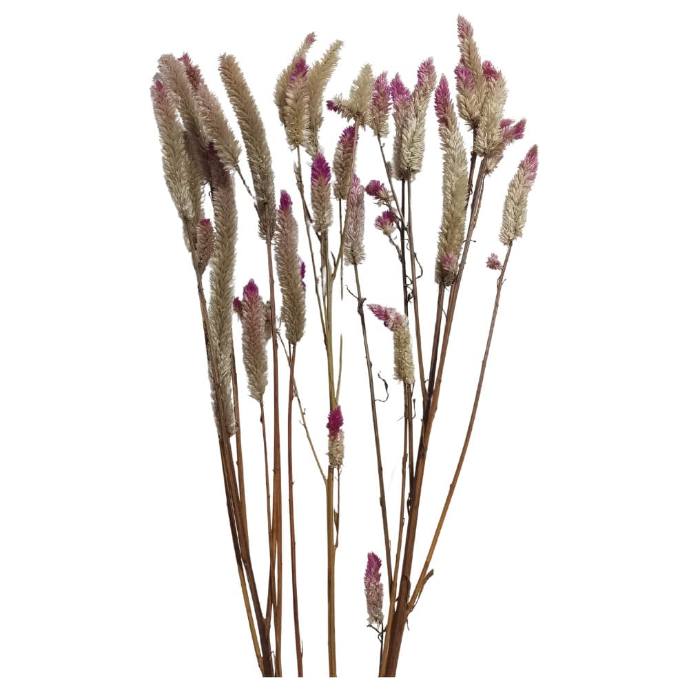 Celósia Desidratada em Haste para Roedores