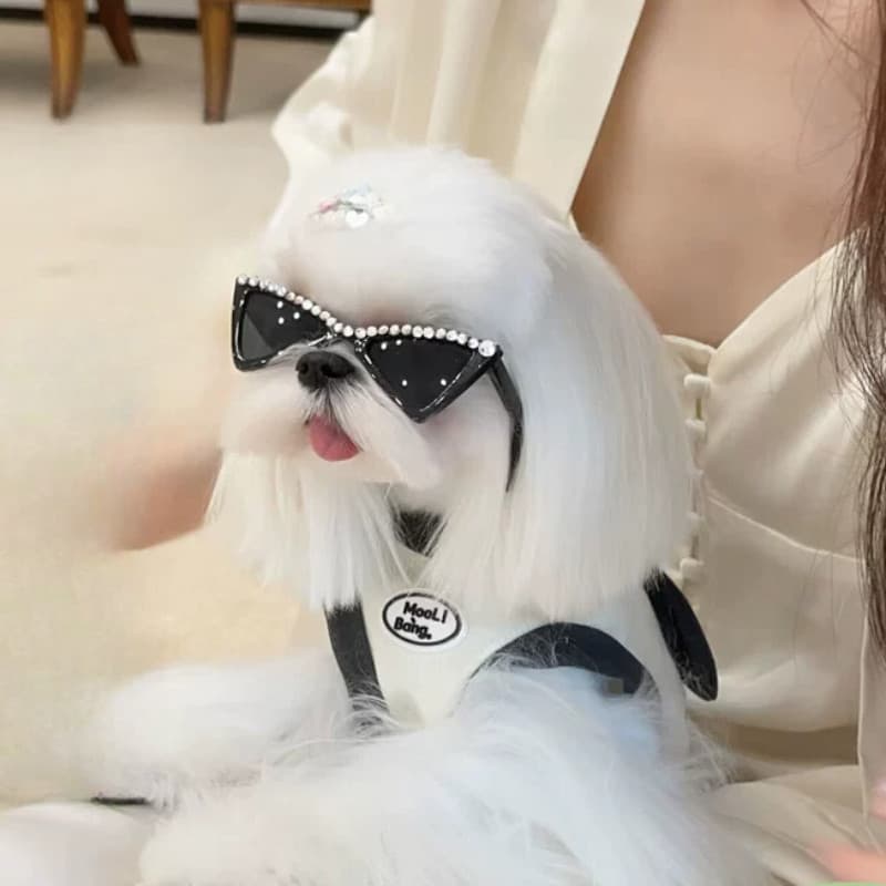 Óculos Engraçados Para Animais De Estimação De Sol Personalizados Cães Gatos