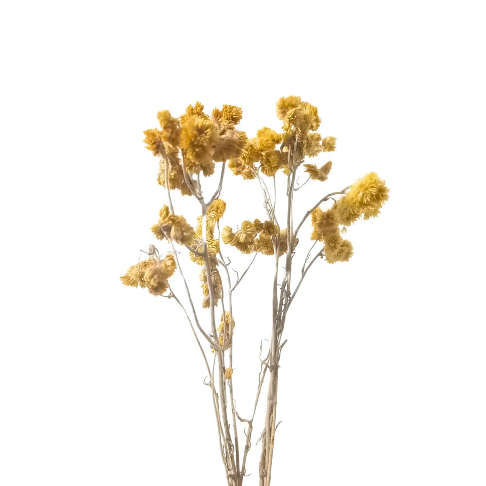 Marcela Natural Desidratada 08 hastes (galhos)