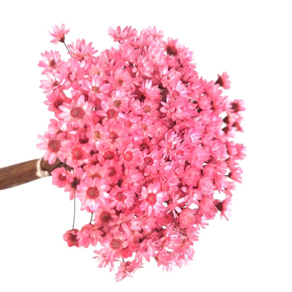 Sempre Viva na cor Rosê I Kits com 3.000 / 900 / 300 / 150 Flores secas Premium