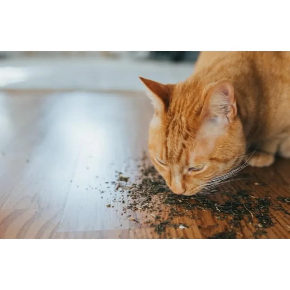 Catnip Erva Para Gatos Natural, Relaxante, Estimulante e Anti Stress Chalesco