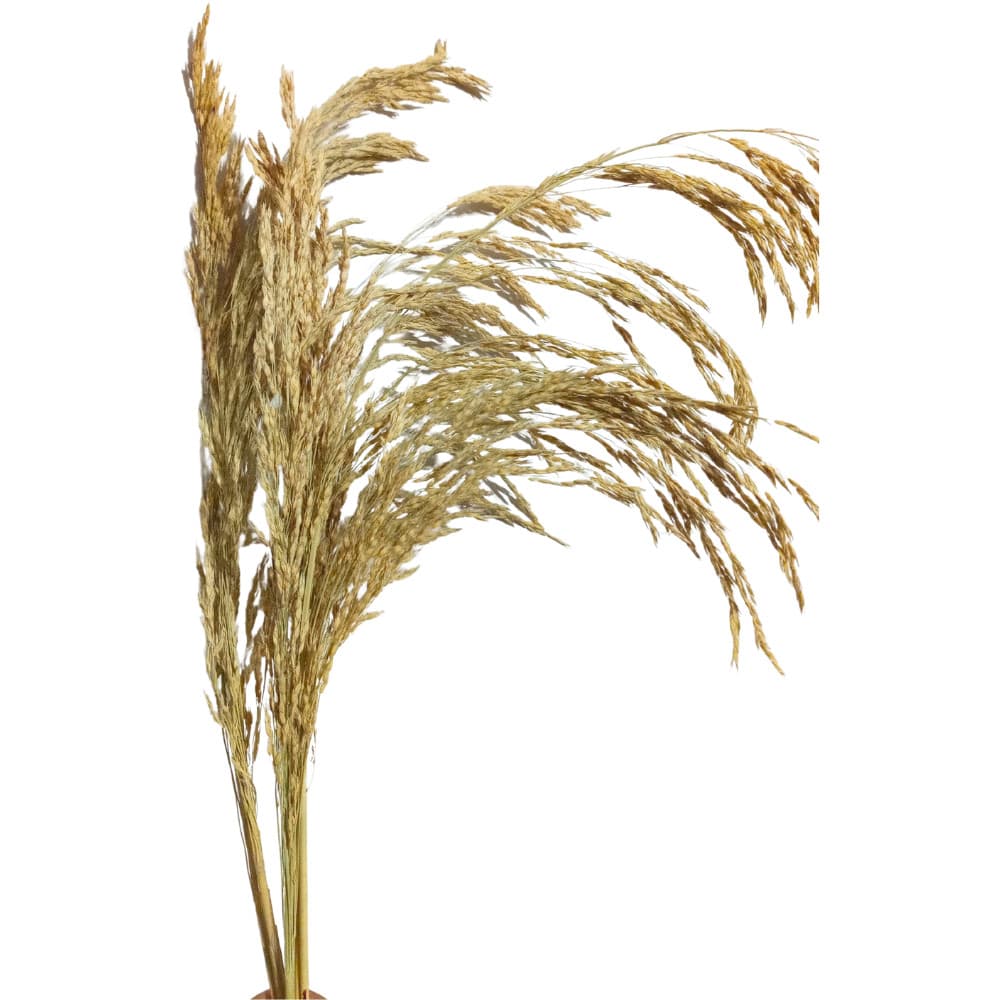 Ramos de Arroz Natural sem Alvejamento para Roedores 06 hastes