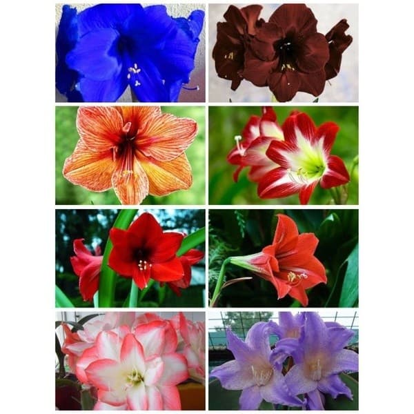 100 Sementes de Amarilis Sortidas Com Manual de Cultivo II