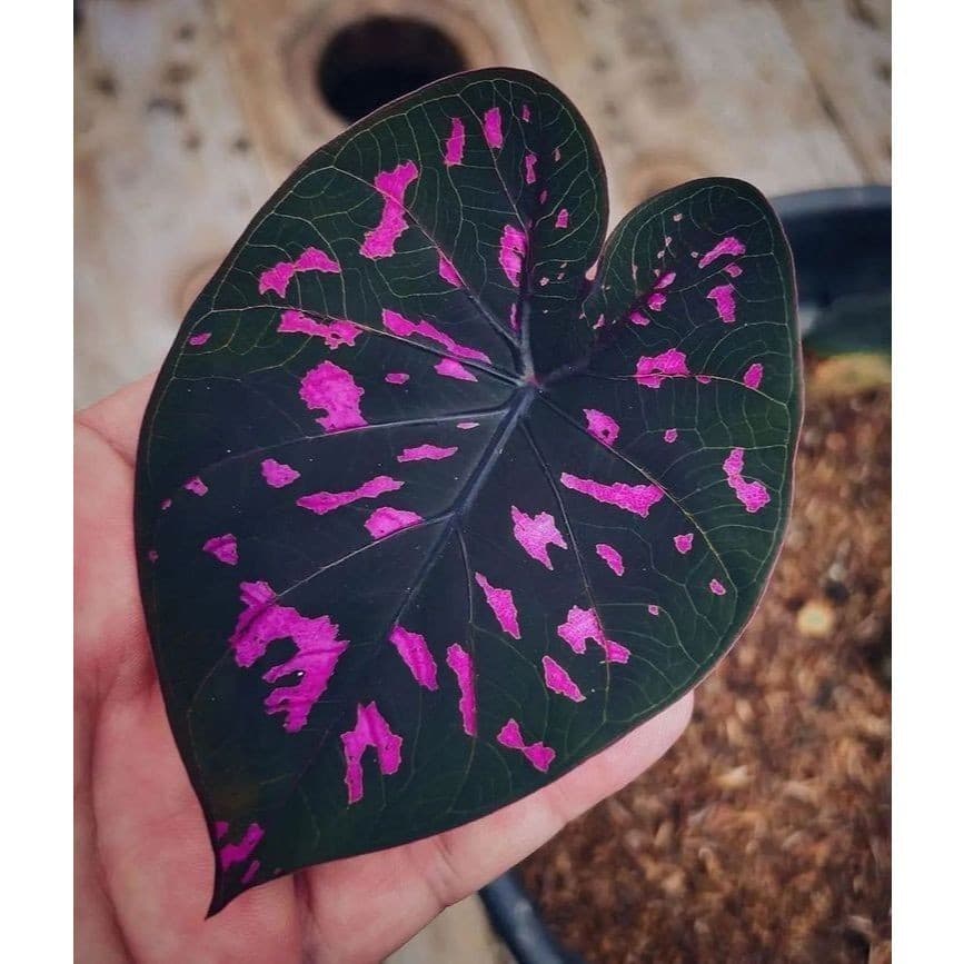 100 sementes caladium ‘Puppy Love’ com manual de cultivo pronta entrega envio em 24h l