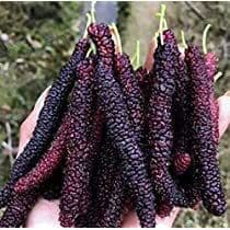 100 sements amora paquistanesa gigante com manual de cultivo V V