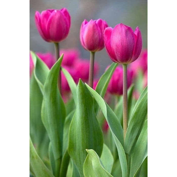 Tulipa 'Daydream' – 100 sementes com manual de cultivo pronta entrega envio em 24h II
