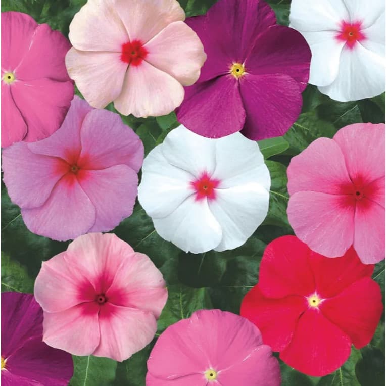 70 Sementes de Vínca Anã Sortida - Topseed Flores