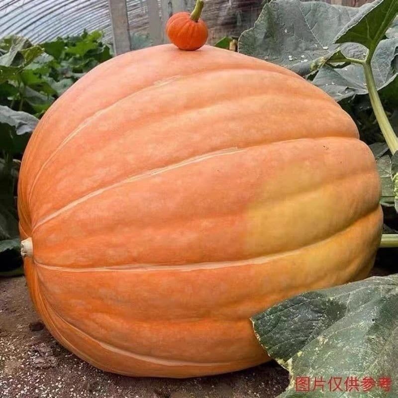 PROMOÇÃO PROMOÇÃO Sementes Abobora (Atlantic Gigante) Atlantic Giant + MANUAL DE CULTIVO + MANUAL DE CULTIVO