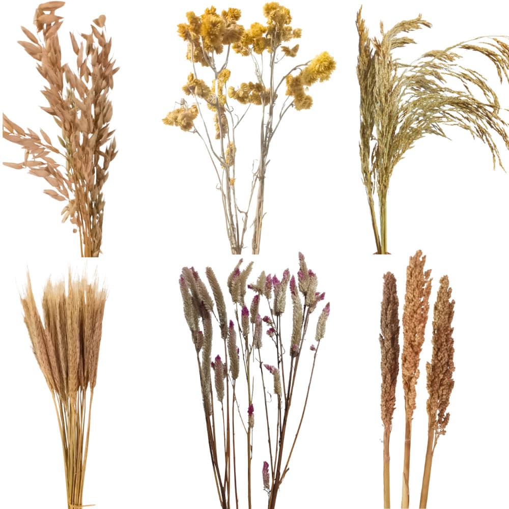 Super Kit Sprays Naturais p/ Terrário Hamster e Roedores – Trigo Aveia Marcela Sorgo Celósia Arroz (Completo)