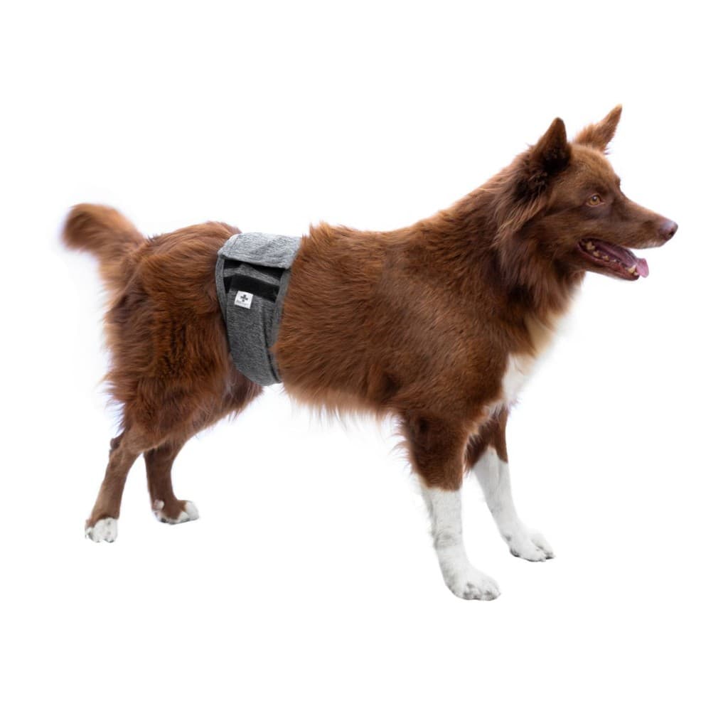 Protetor de Fralda para Cão Macho Pet Designer Cinza Tam 1