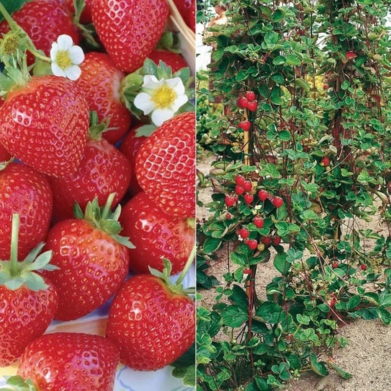 200 sementes do raro morango trepador r2 ll