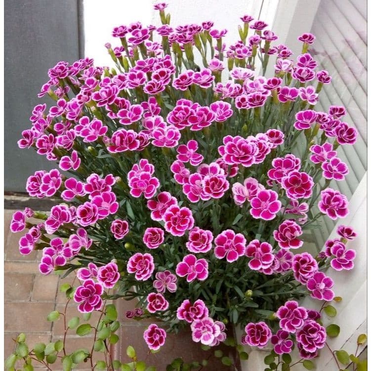 onze-horas (Portulaca papulosa) – 100 sementes com manual de cultivo II