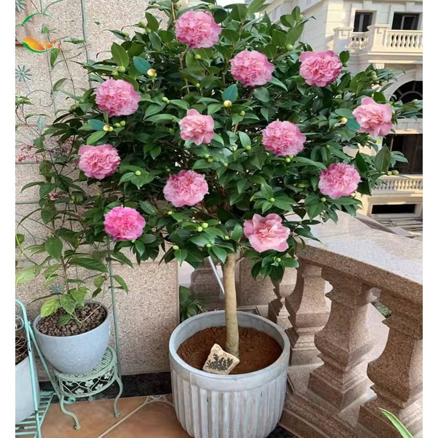 Sementes de Camélia de Cores Misturadas Originais à Venda (200 500 Sementes Frescas) Sementes de Flor de Camélia para Pl