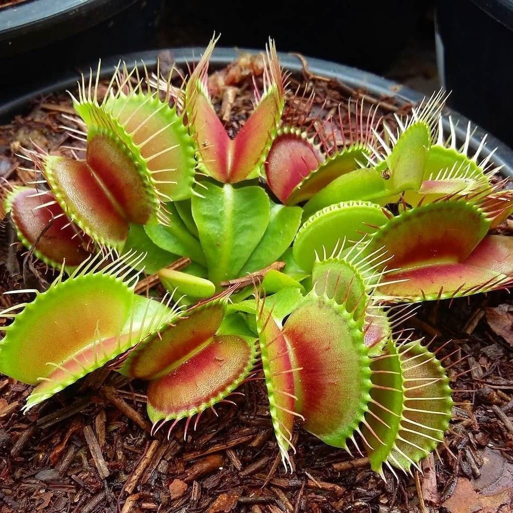 500 sementes planta carnívora papa mosca T21 ll