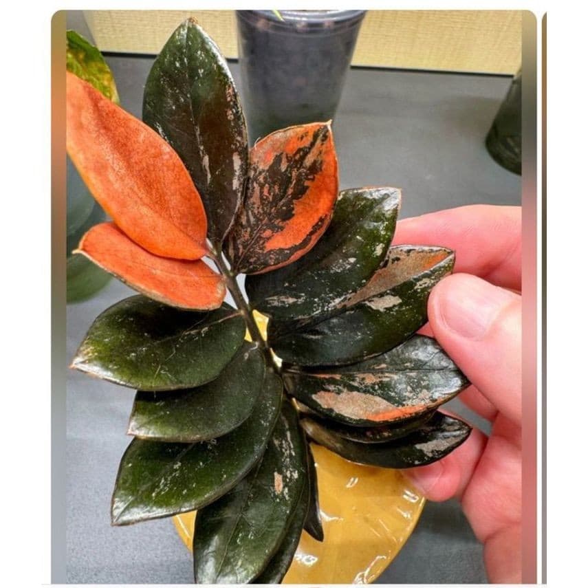 zamiocuca toque de tangirina 100 sementes com manual de cutuvo II