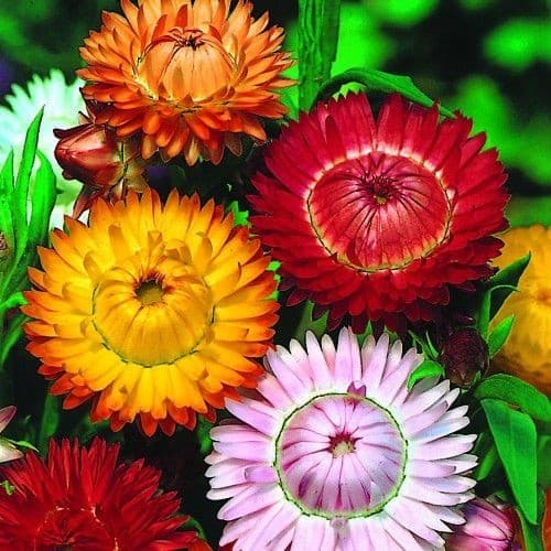 300 sementes novas da flor sempre - viva y7