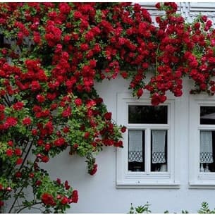150 sementes de rosa vermelha trepadeira com manual de plantio ll