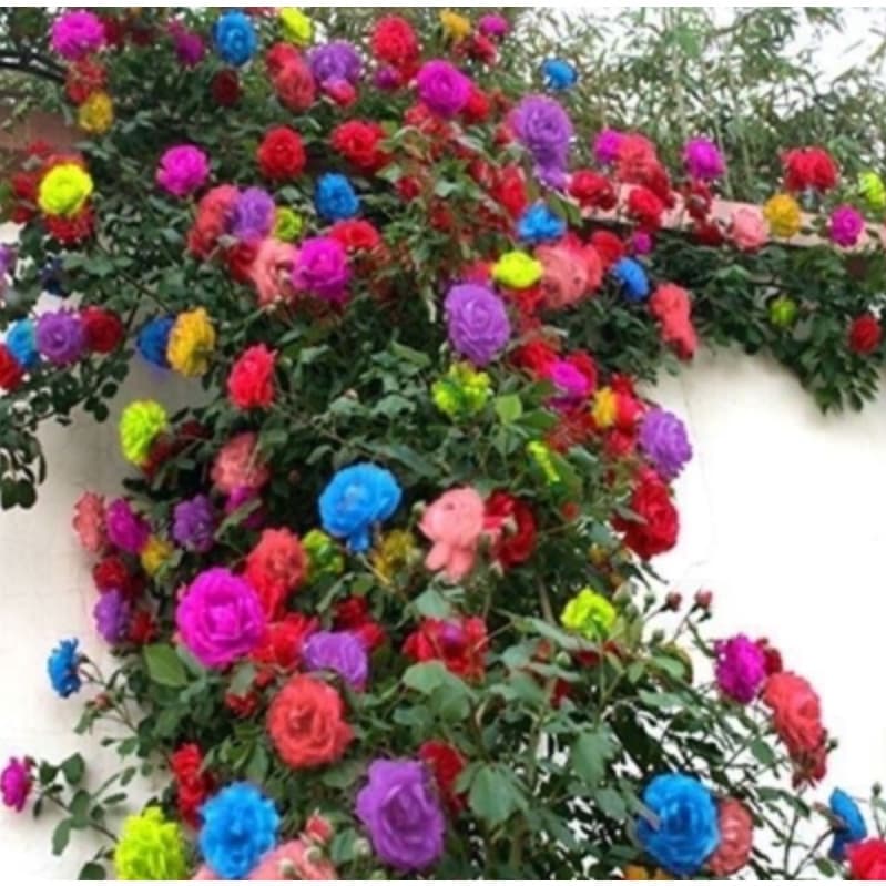 250 Sementes De Rosas Trepadeiras  Cores variadas Mix sortidas t5 ll