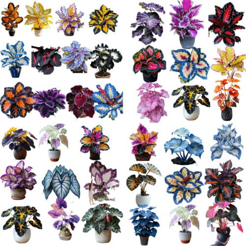 caladium mix 100 sementes com manual de cultivo II