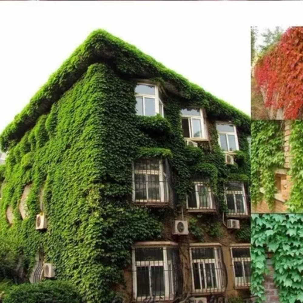 100 Sementes Trepadeira Hera-japonesa Falsa-vinha P Muda yht ll