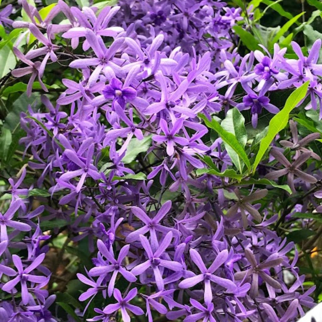 200 Sementes Flor De São Miguel Azul Com Manual De Cultivo Premium