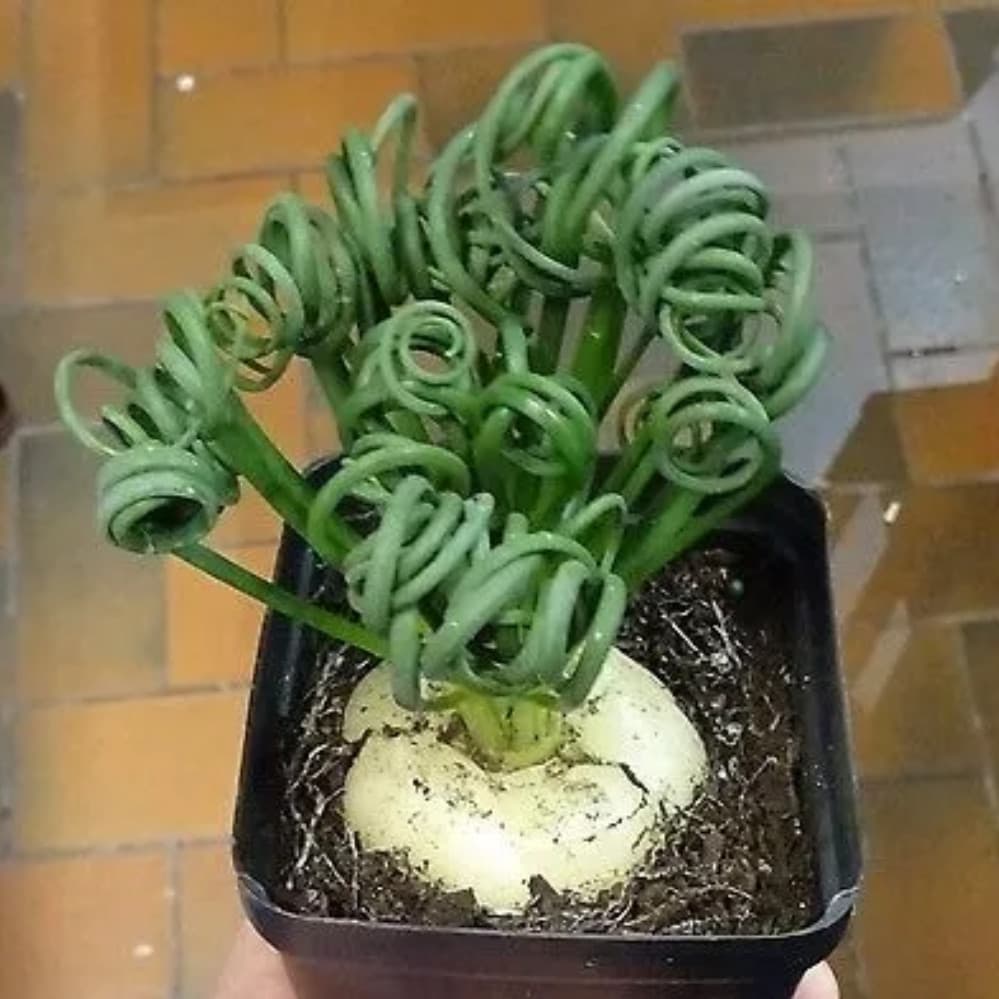 5 Sementes Suculenta Albuca Spiralis Envio Rapido P/ Mudas ll