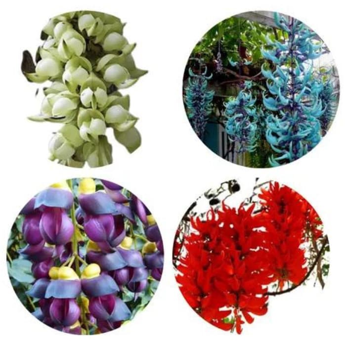 Sementes jades trepadeiras sortidas mix especies com manual de cultivo Premium