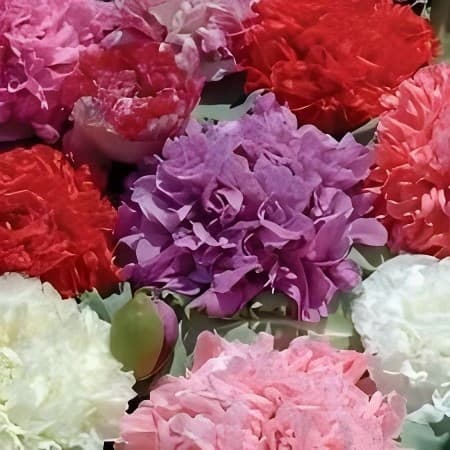 Cultivo simples 100 sementes Da Flor Peonia Gigante! Premium