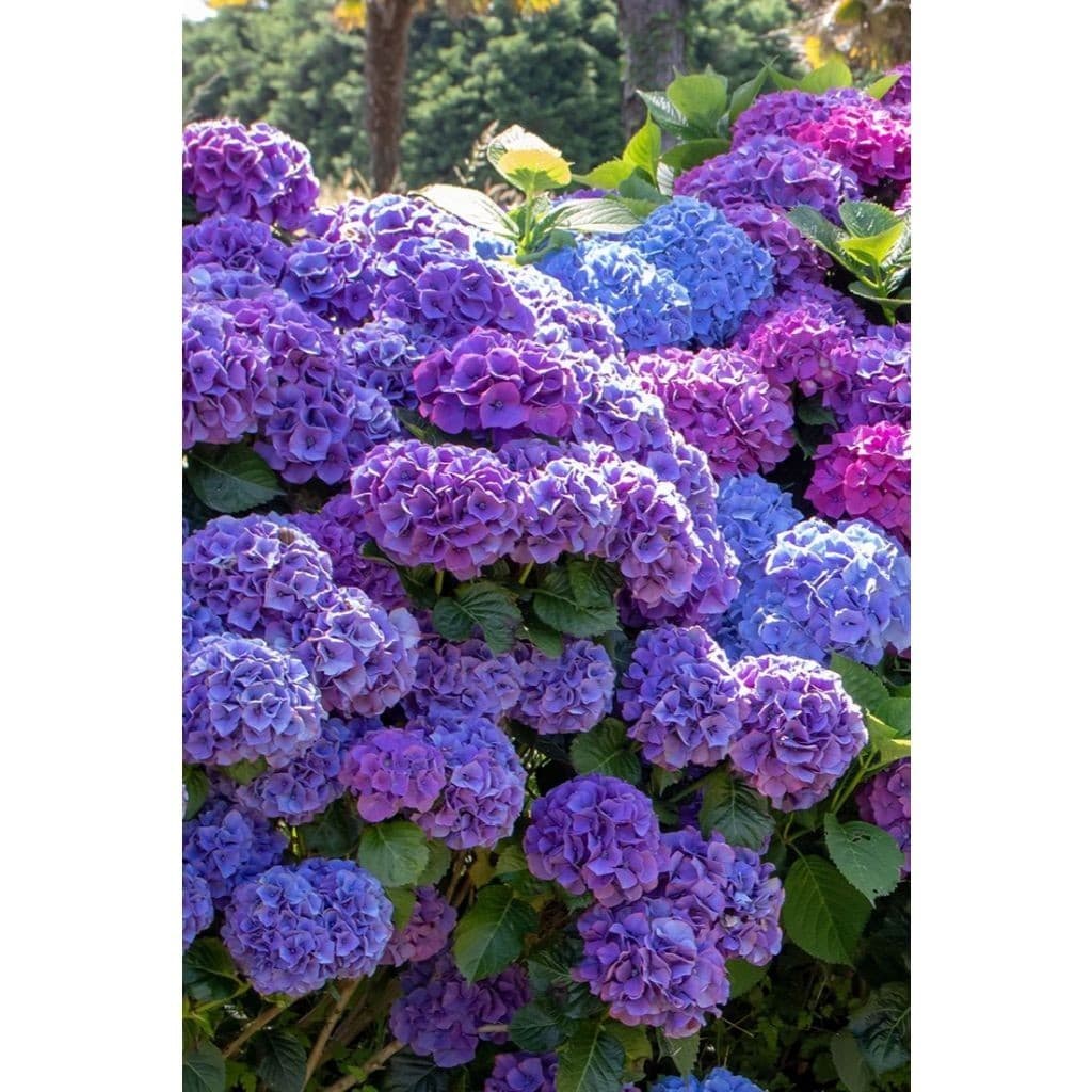 100 sementes hortecia hydrangea macropgylla com manual de cultivo pronta entrega envio 24h I