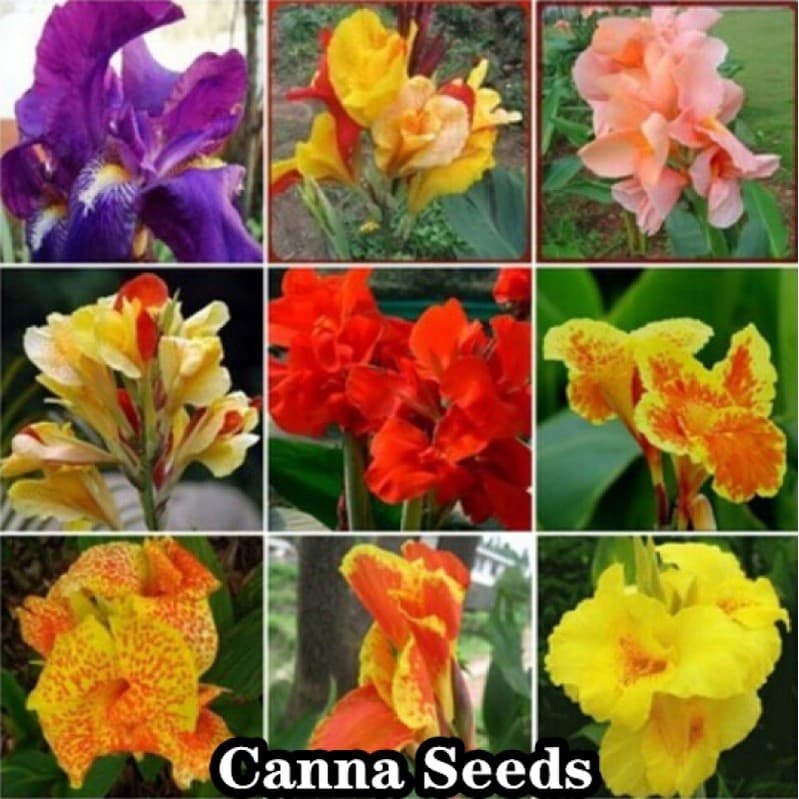 Canna Mix de Alta Qualidade 200 500 Sementes por Pacote Flores Filodendro Raro Mayana Bonsai Planta Viva à Venda