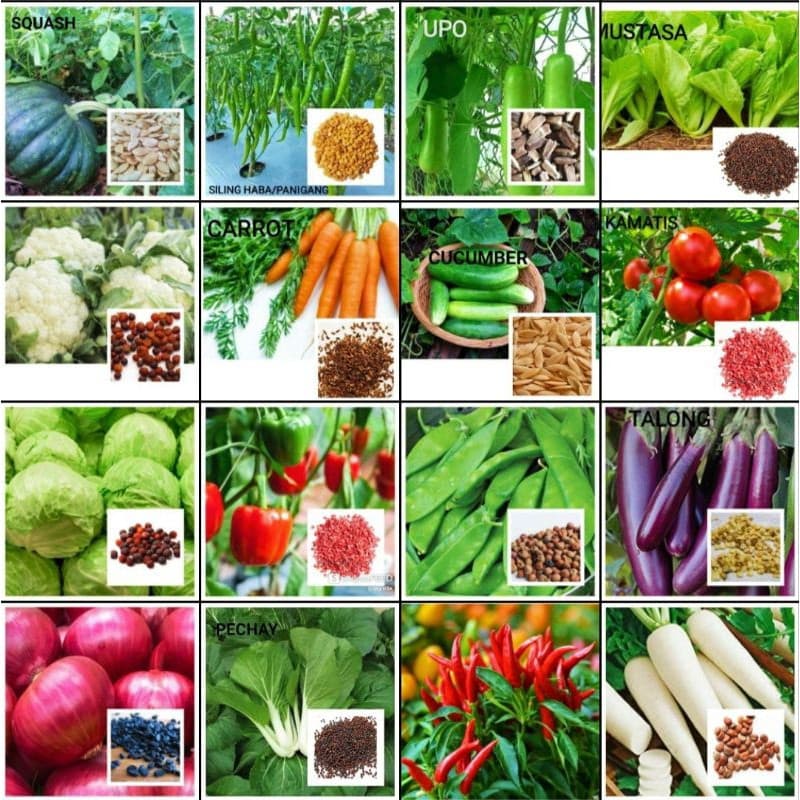 Sementes vegetais para plantio